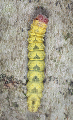 Acronicta increta