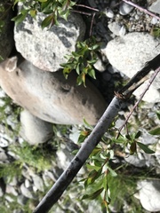 Salix daphnoides