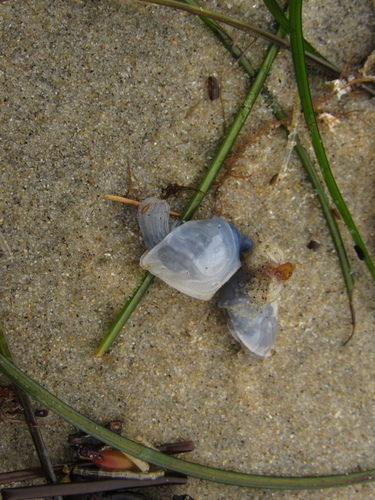 photo of Buoy Barnacle (Dosima fascicularis)