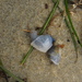 photo of Buoy Barnacle (Dosima fascicularis)