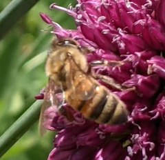 Apis mellifera