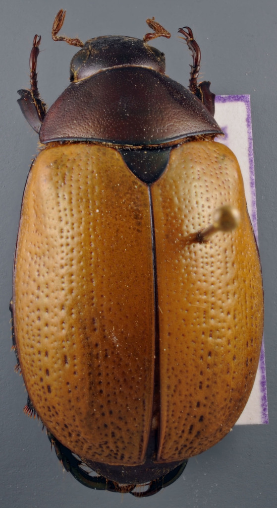 Eremophygus