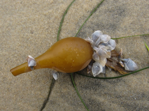 photo of Buoy Barnacle (Dosima fascicularis)