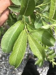 Salix appendiculata