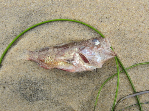 photo of Ray-finned Fishes (Actinopterygii)