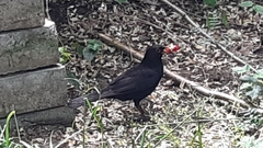 Turdus merula