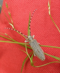 Saperda similis