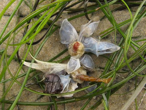 photo of Buoy Barnacle (Dosima fascicularis)