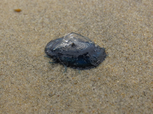 photo of By-the-wind Sailor (Velella velella)