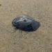 photo of By-the-wind Sailor (Velella velella)