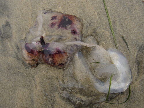 photo of Purple-striped Sea Nettle (Chrysaora colorata)