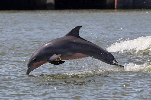 Common Bottlenose Dolphin photographed in Texas