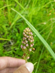 Platanthera psycodes