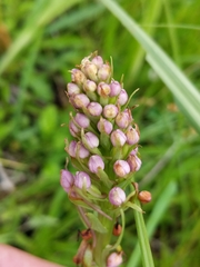 Platanthera psycodes