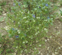 Arenaria leptoclados