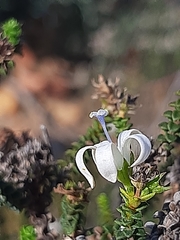Wahlenbergia neorigida