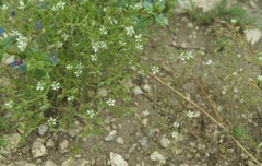 Arenaria leptoclados