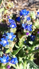 Anchusa calcarea