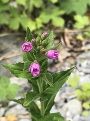 Epilobium alpestre