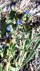 Anchusa calcarea