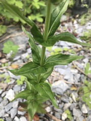 Epilobium alpestre