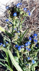 Anchusa calcarea