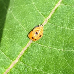 Harmonia axyridis