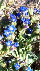Anchusa calcarea
