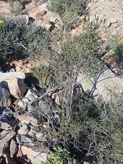 Wahlenbergia neorigida