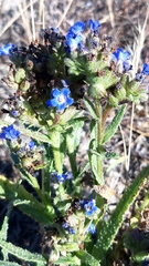 Anchusa calcarea