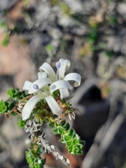 Wahlenbergia neorigida