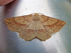 Euchlaena tigrinaria