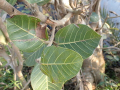 Ficus trichopoda