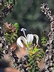 Wahlenbergia neorigida