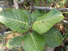 Ficus trichopoda