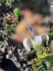 Wahlenbergia neorigida