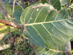 Ficus trichopoda