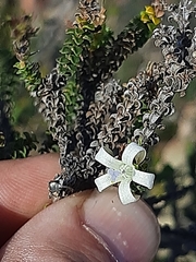Wahlenbergia neorigida