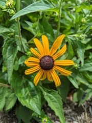 Rudbeckia