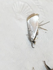 Urola nivalis