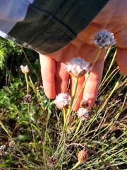 Armeria langei