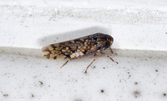 Xestocephalus tessellatus