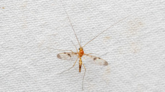Macrocera phalerata