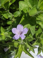 Ruellia