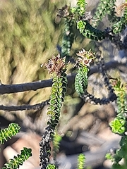 Wahlenbergia neorigida