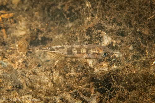 Ninespine Stickleback