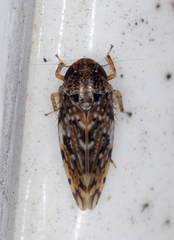 Xestocephalus tessellatus