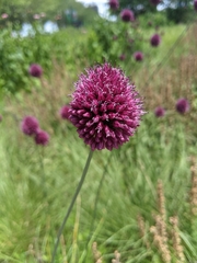 Allium