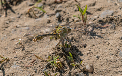 Ophiogomphus
