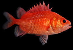 Spinycheek Soldierfish photo 1